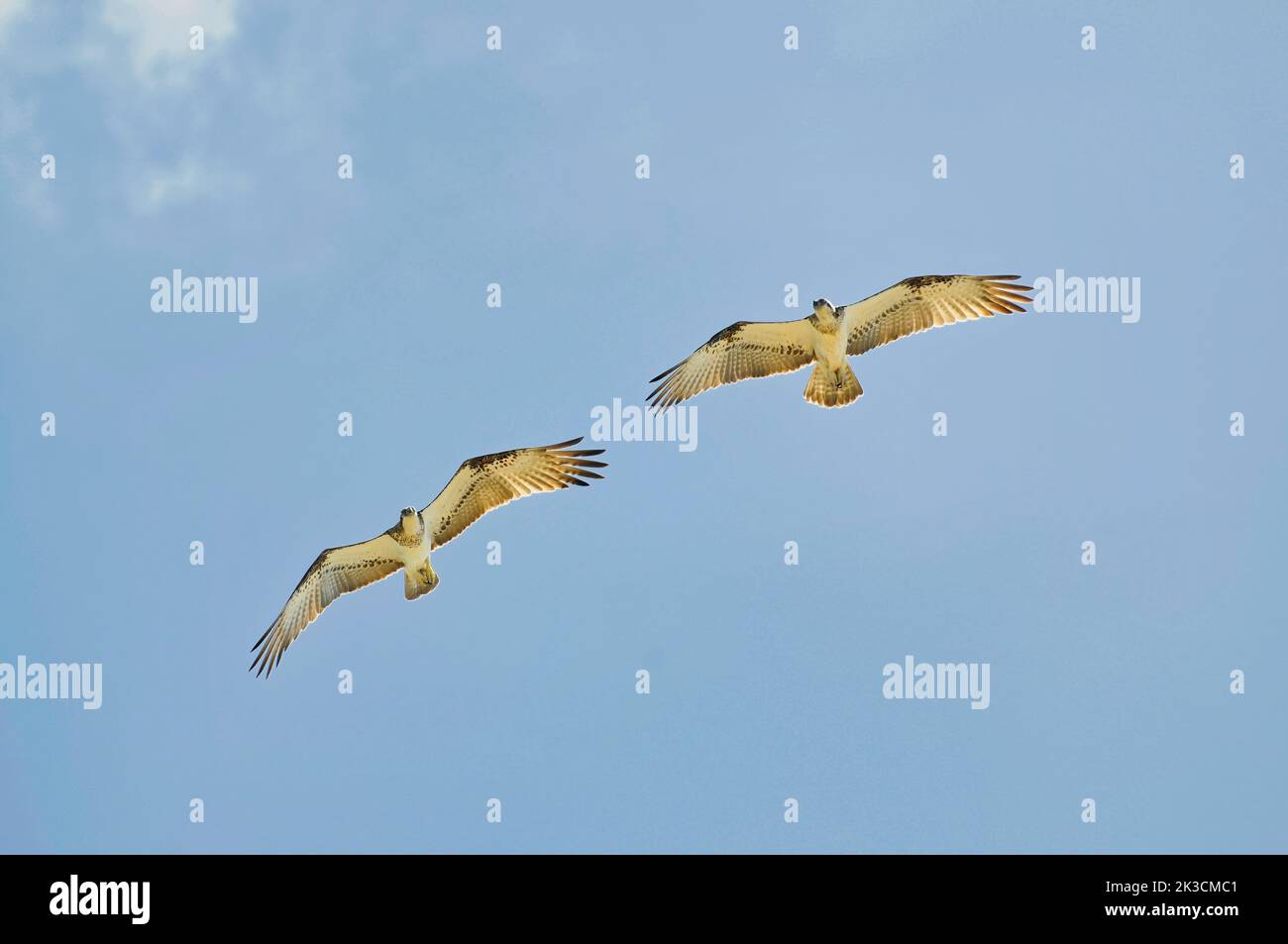 Ein Paar östlicher Fischadler (Pandion cristatus) im Flug Stockfoto