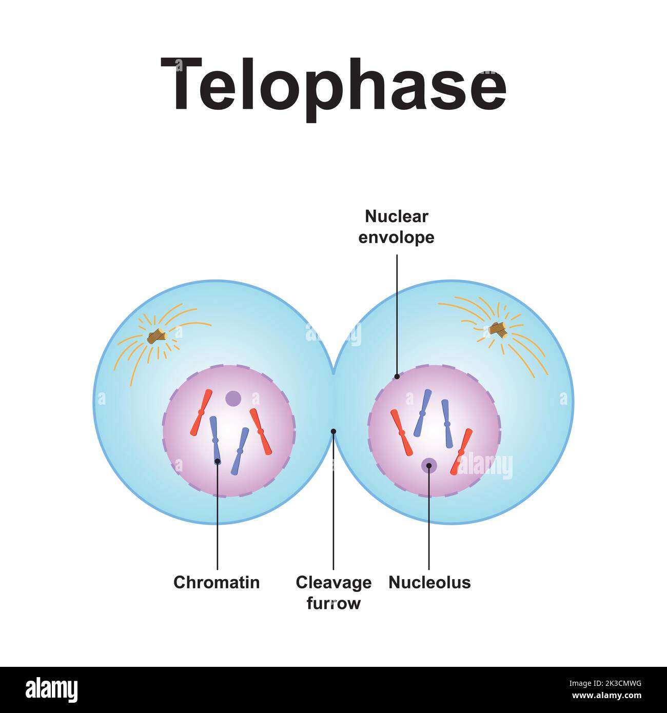 Wissenschaftliche Gestaltung von Telophase. Das letzte Stadium der Mitose. Bunte Symbole. Vektorgrafik. Stock Vektor