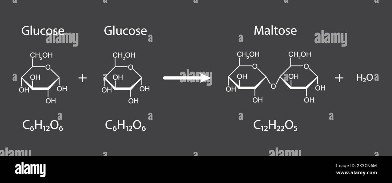 Maltose-Bildung. Glykosidische Bindungsbildung aus zwei Glukosemolekülen. Vektorgrafik. Stock Vektor