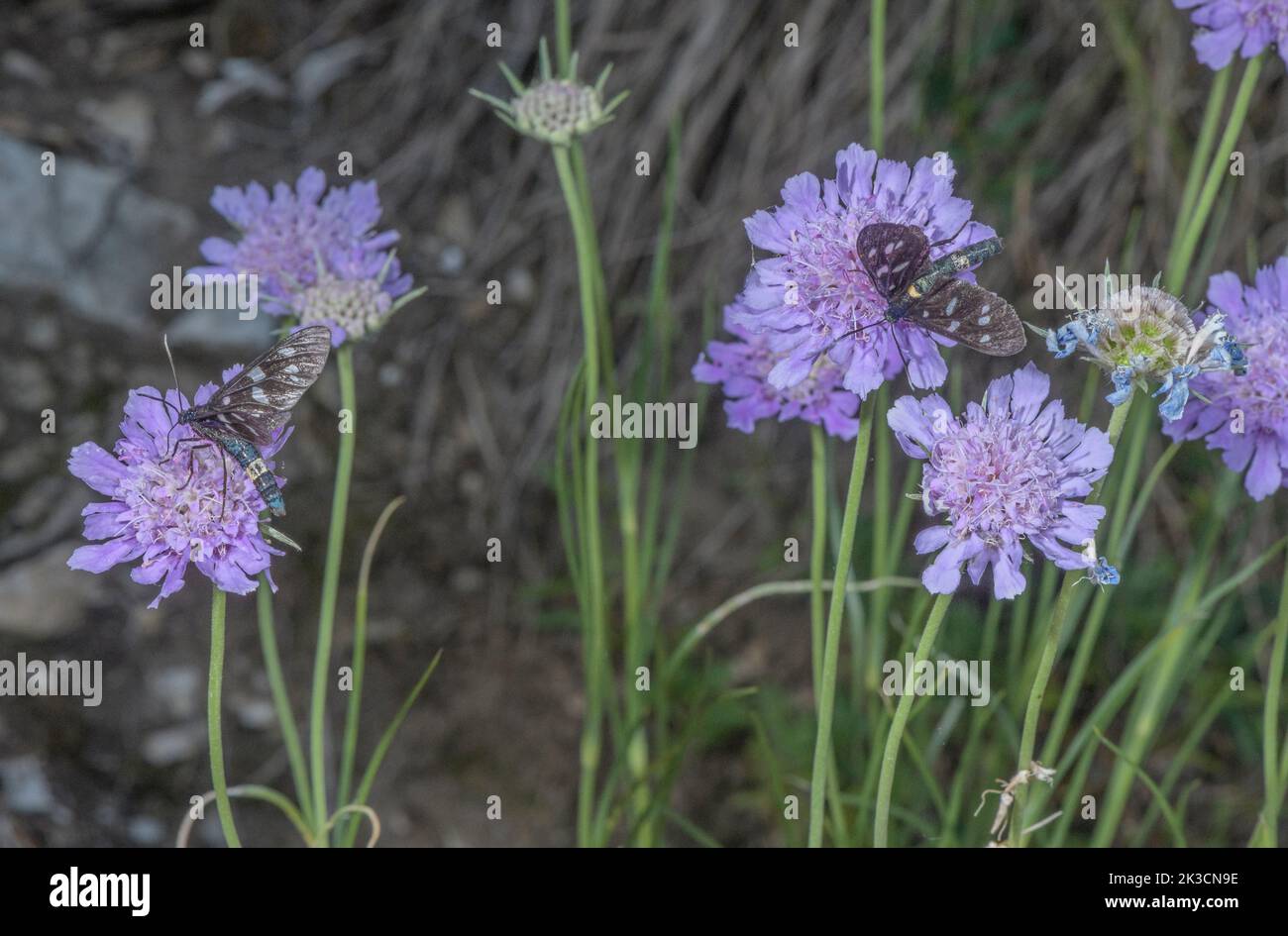 Grasblättriger Schabrot, Lomelosia graminifolia, mit neun gefleckten Motten, blühend auf warmem Kalksteinhang, süditalienische Alpen. Stockfoto