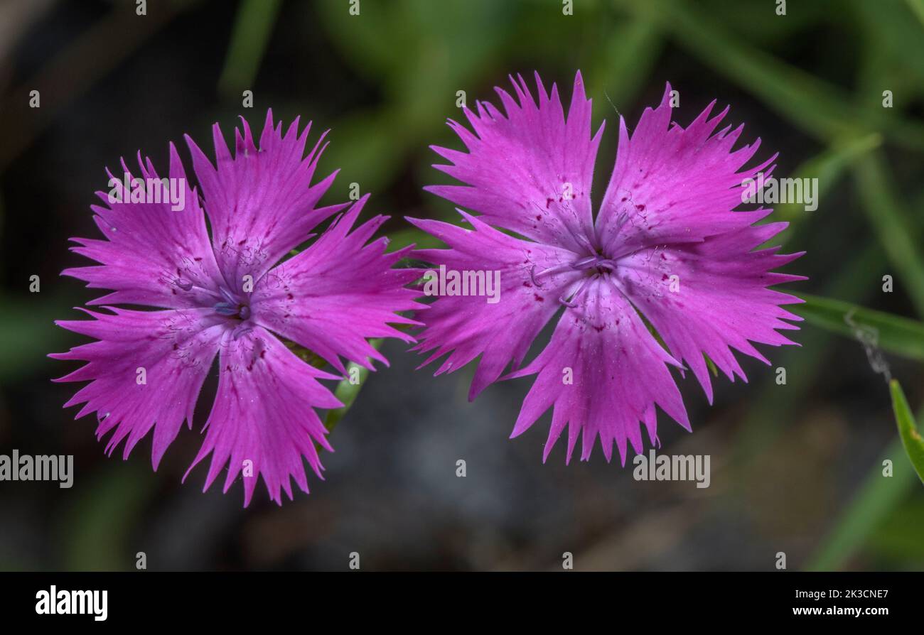 Sequiers Pink, Dianthus seguieri, blüht in den italienischen Alpen. Stockfoto