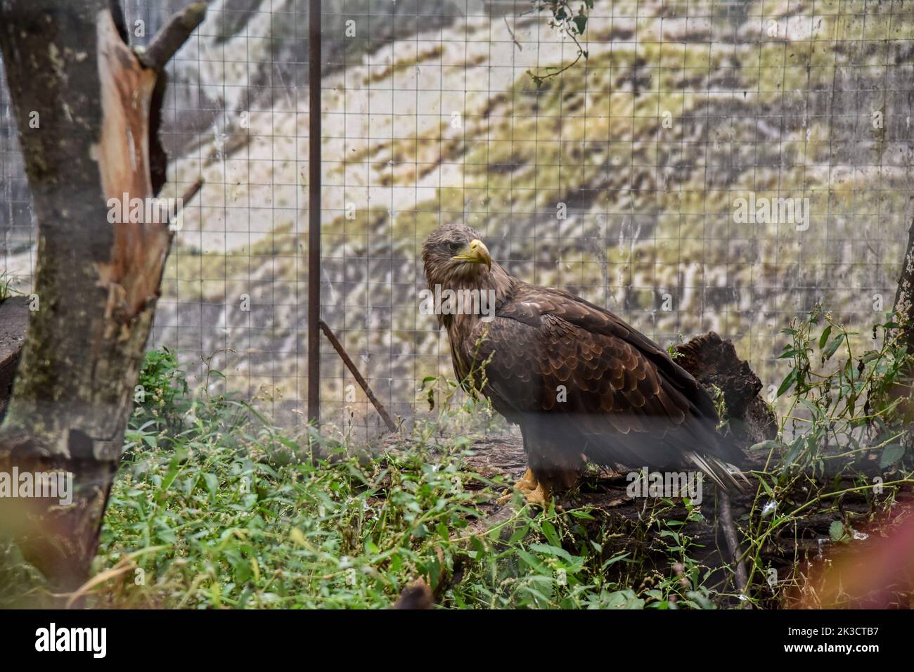 Lviv, Ukraine. 20. September 2022. Ein geretteter Adler aus Saporischschschja in einer Voliere im Haus der geretteten Tiere in Lemberg. Mitarbeiter und Freiwillige des Hauses der geretteten Tiere in Lemberg evakuierten 171 Tiere aus der Zaporizhzhia Kinderbahn. Die Tiere standen aufgrund ihrer Nähe zur Front unter ständigem Stress. Kleine Tiere wurden in Lviv untergebracht, und für größere (Elche, Alpakas, Hirsche usw.) wurden außerhalb der Stadt spezielle Gehege errichtet. (Foto von Pavlo Palamarchuk/SOPA Images/Sipa USA) Quelle: SIPA USA/Alamy Live News Stockfoto