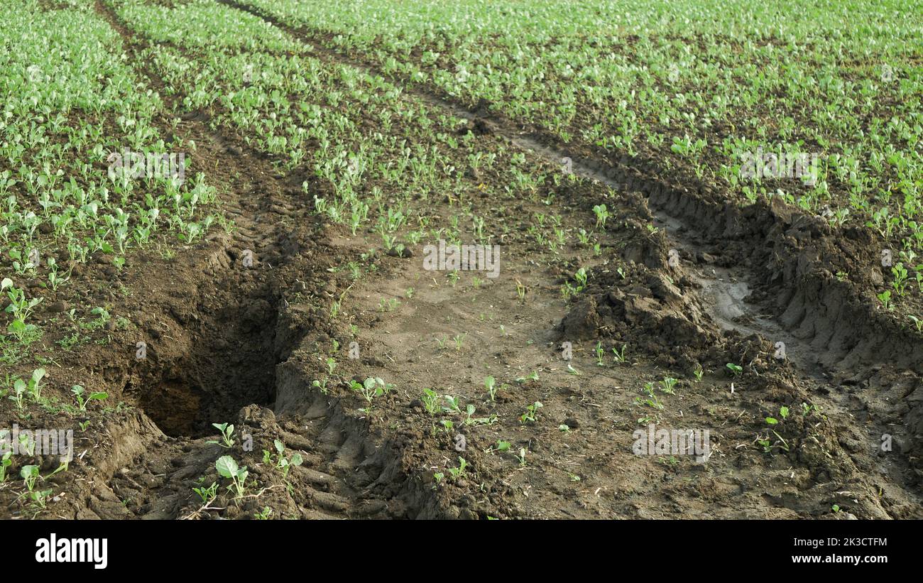 Felder Erosion Schaden Bodenloch Grube unangemessen bewirtschaftete Boden Erde Land mit Abbaugrund von Oberboden und Ackerland. Vadose Zone verdichtet Stockfoto