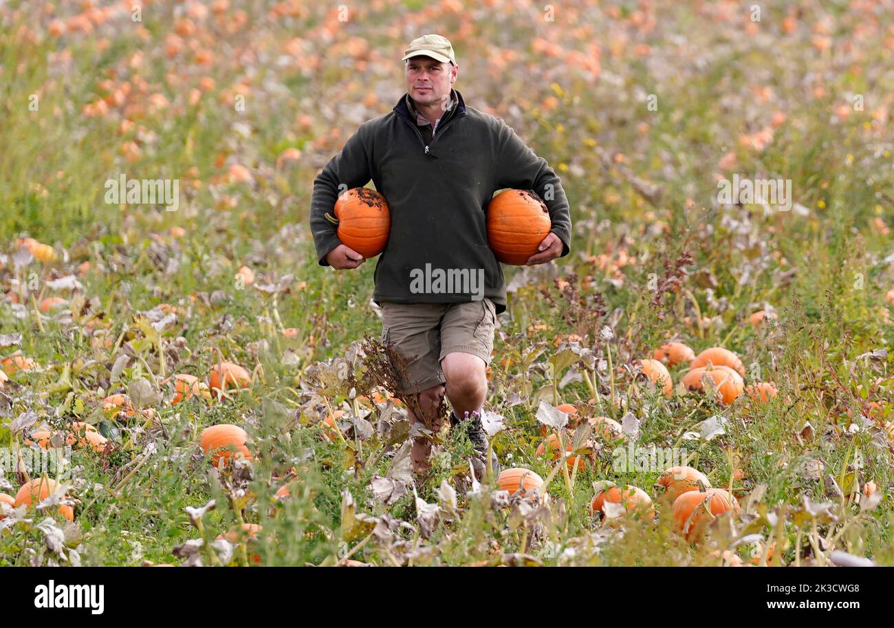 Bauer Tom Spilman erntet einige der 100.000 Pumpkins, die vor dem