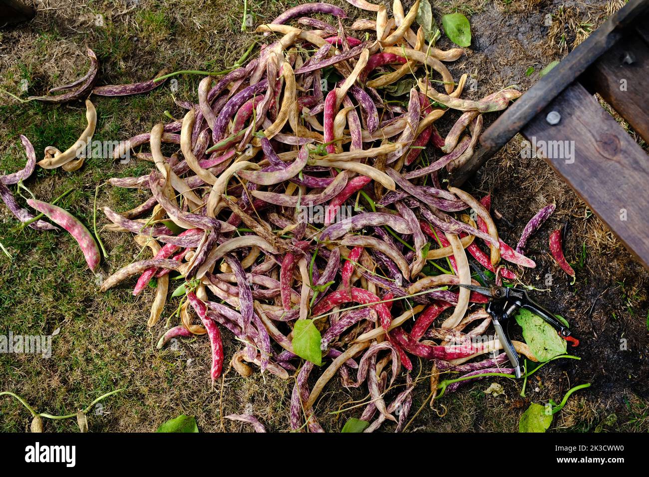 Frisch gepflückte Borlotti-Bohnen Stockfoto