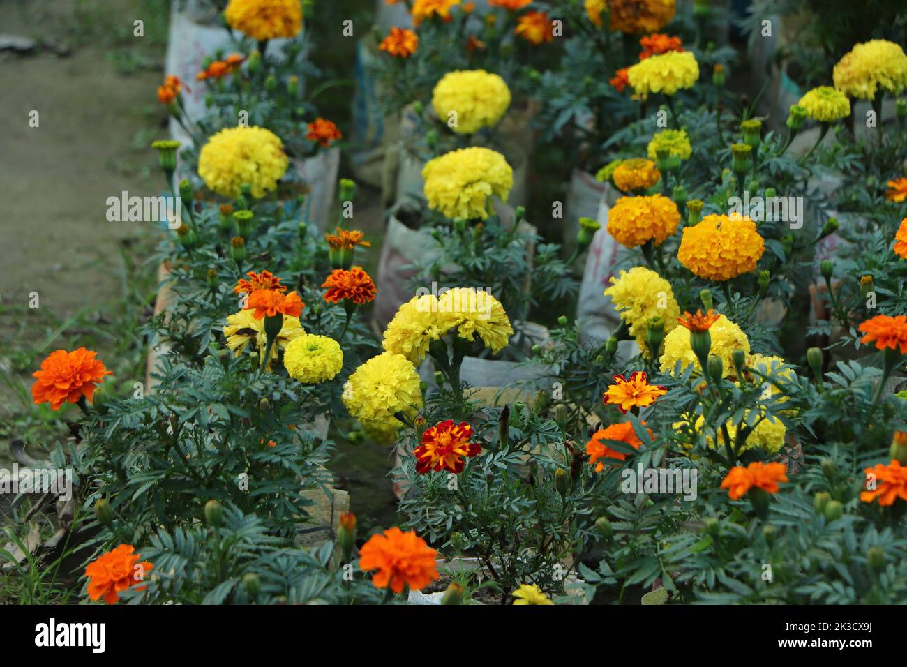 Gelb und rot Ringelblume Garten Hintergrund Stockfoto