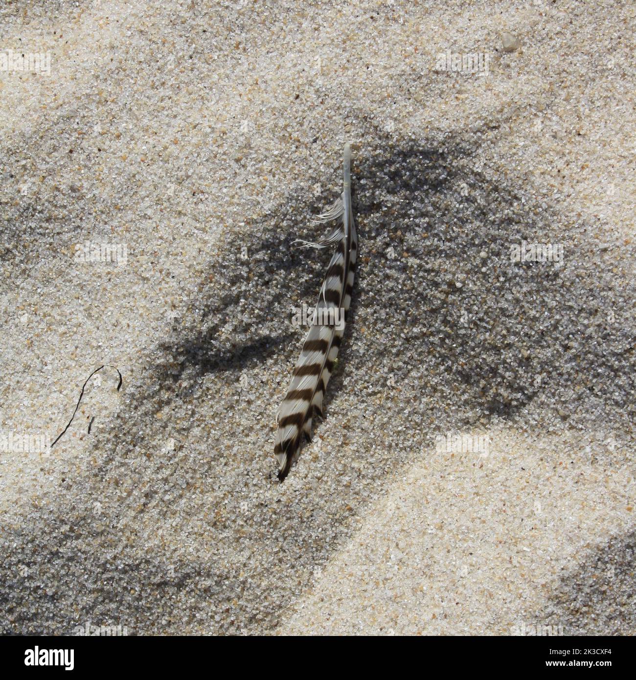 Schwarz-weiß gestreifte Feder in hellem Sand Stockfoto