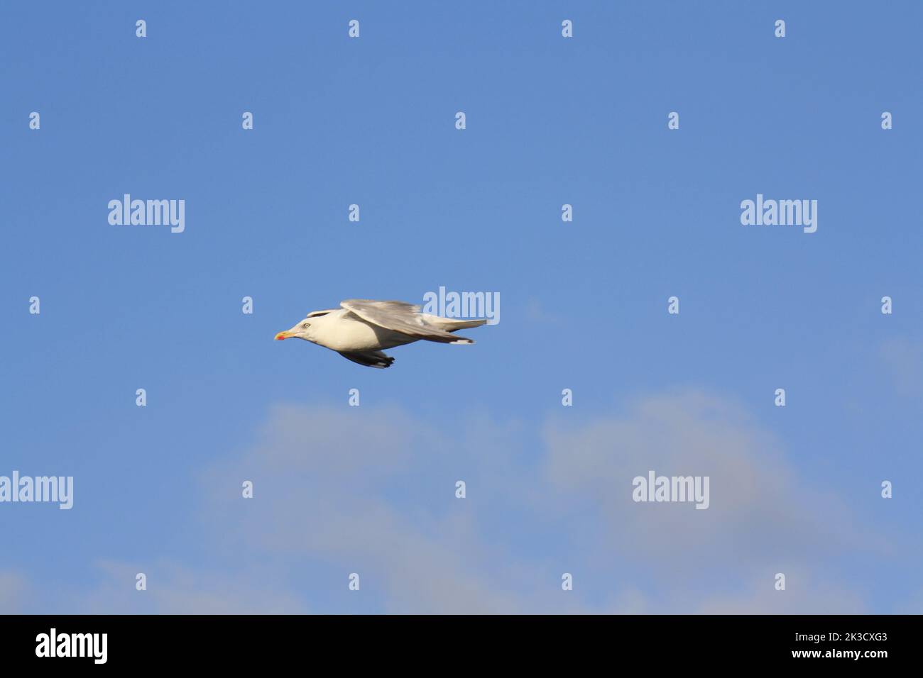 Fliegende Silbermöwe in der Seitenansicht gegen den strahlend blauen Himmel Stockfoto