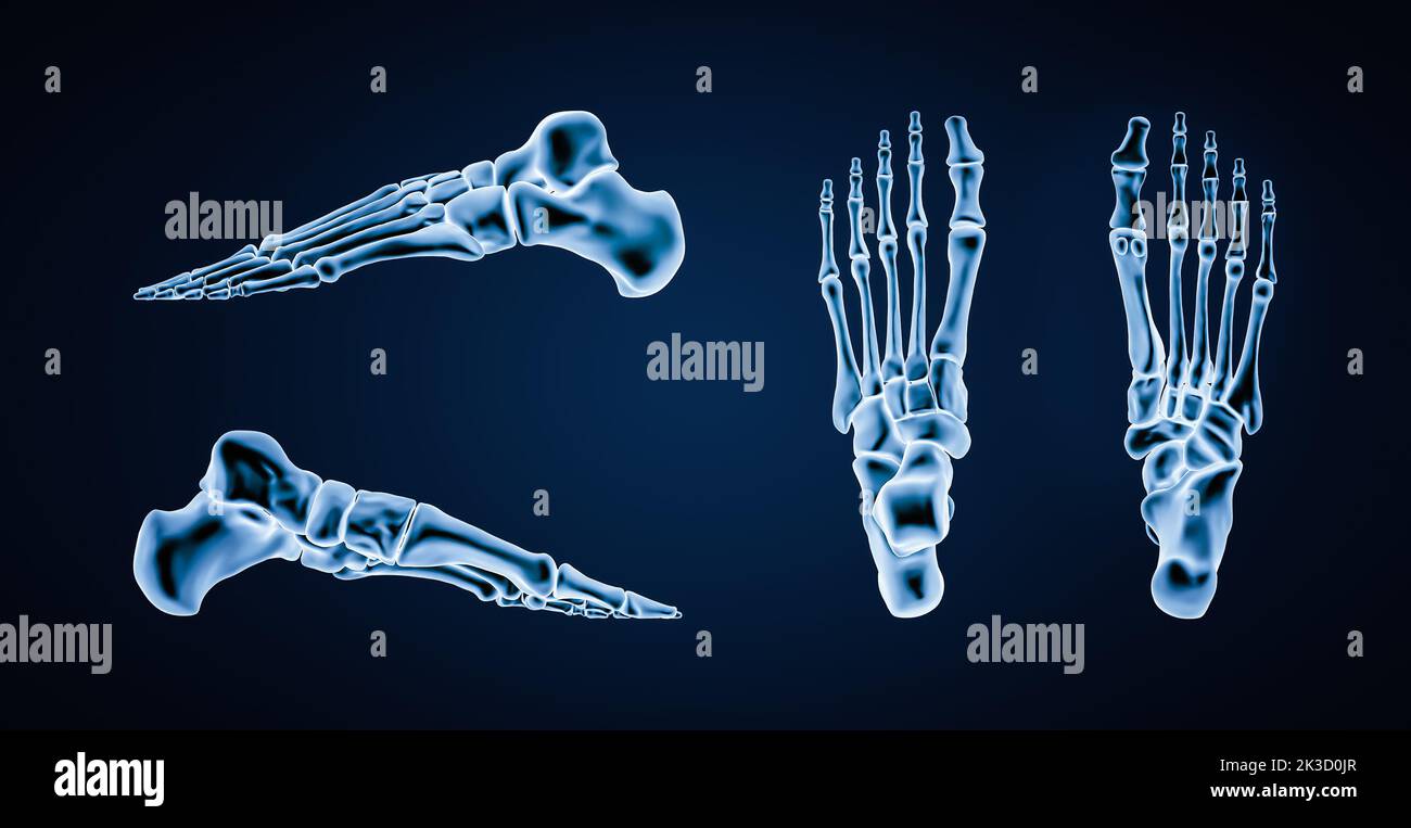 Genaue Knochen von menschlichen linken Fußknochen oder Skelett 3D Rendering Illustration. Laterale, mediale, dorsale und plantare Ansichten. Anatomie, Osteologie, Skelett Stockfoto