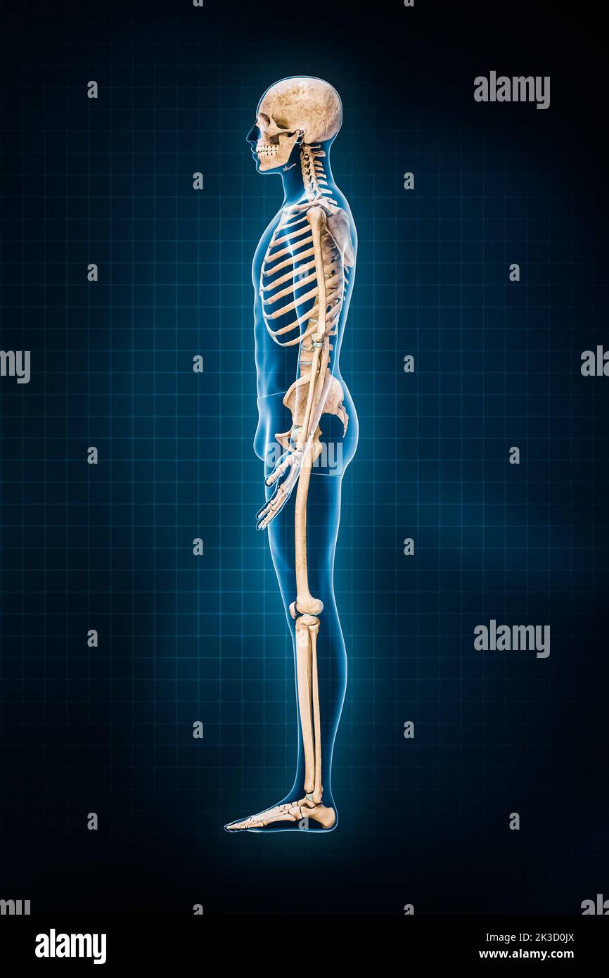 Darstellung des menschlichen Skelettsystems 3D. Laterale oder Profilansicht des vollständigen Skeletts mit männlichen Körperkonturen auf blauem Hintergrund. Anatomie, Osteolo Stockfoto