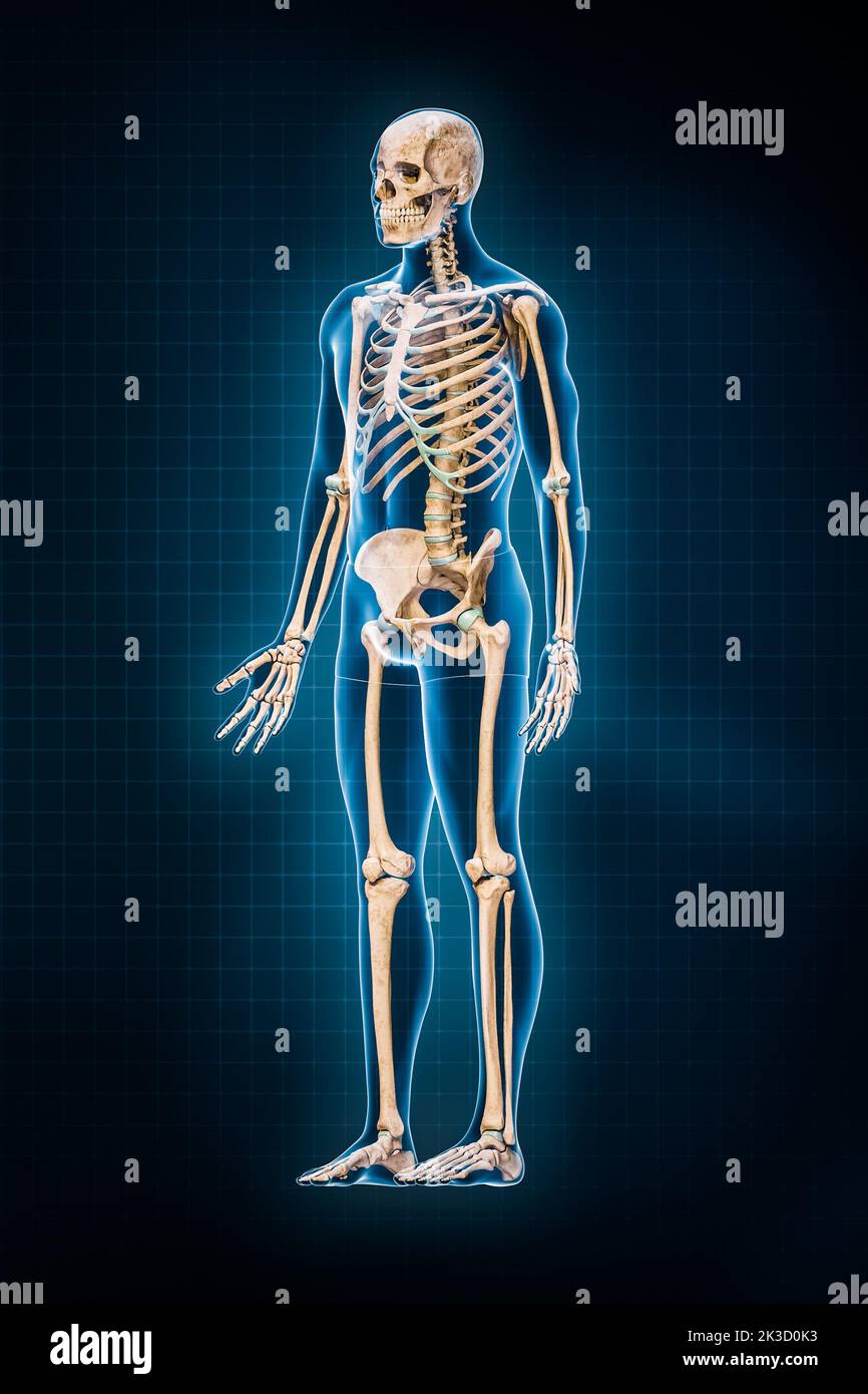 Darstellung des menschlichen Skelettsystems 3D. 3-Viertel-Vorderansicht oder Vorderansicht des vollständigen Skeletts mit männlichen Körperkonturen auf blauem Hintergrund. Ana Stockfoto