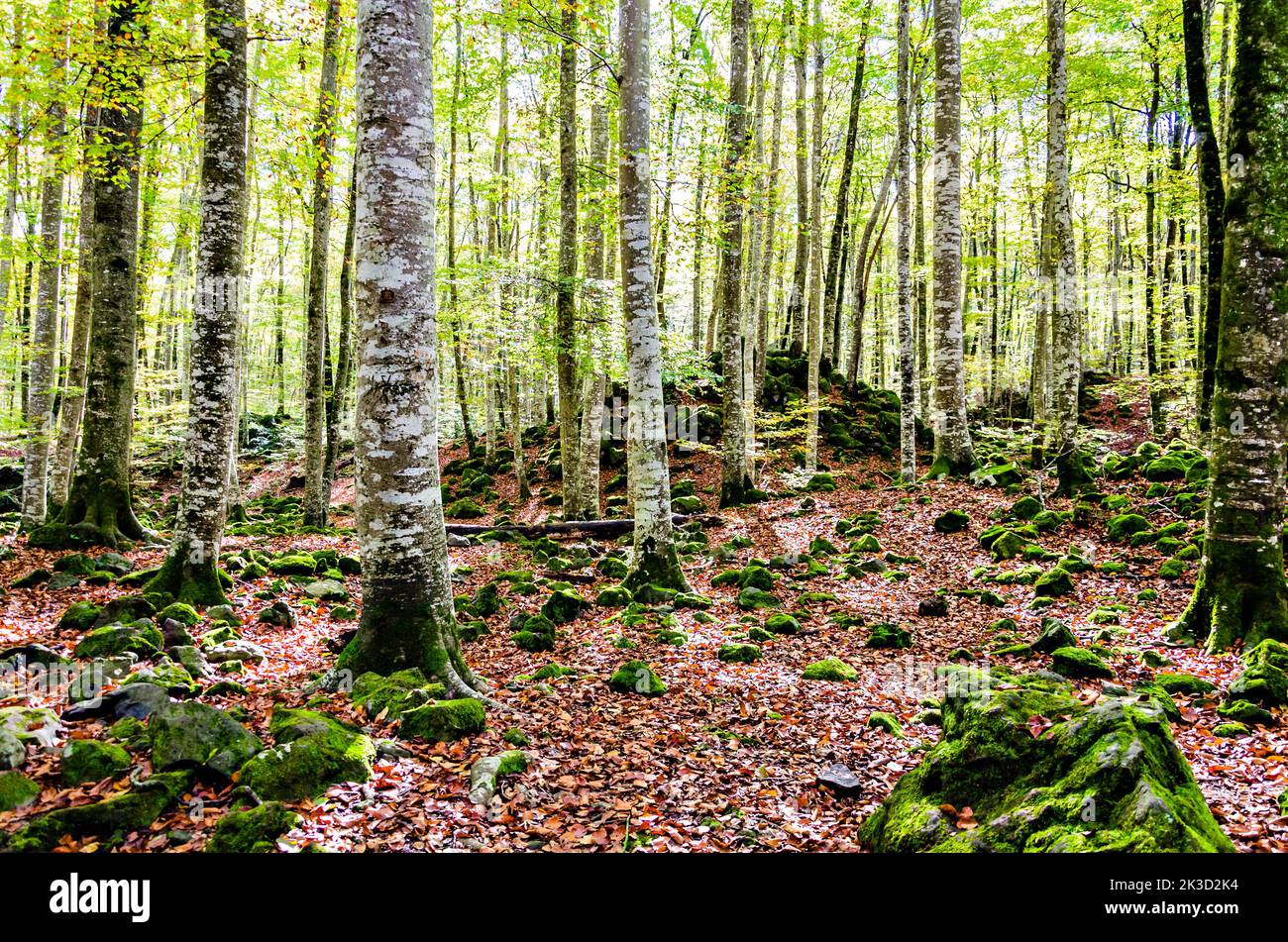 Herbstlandschaft des Naturreservats Fageda d'en Jorda (Buchenwald Jordà) in La Garrotxa, Girona Stockfoto