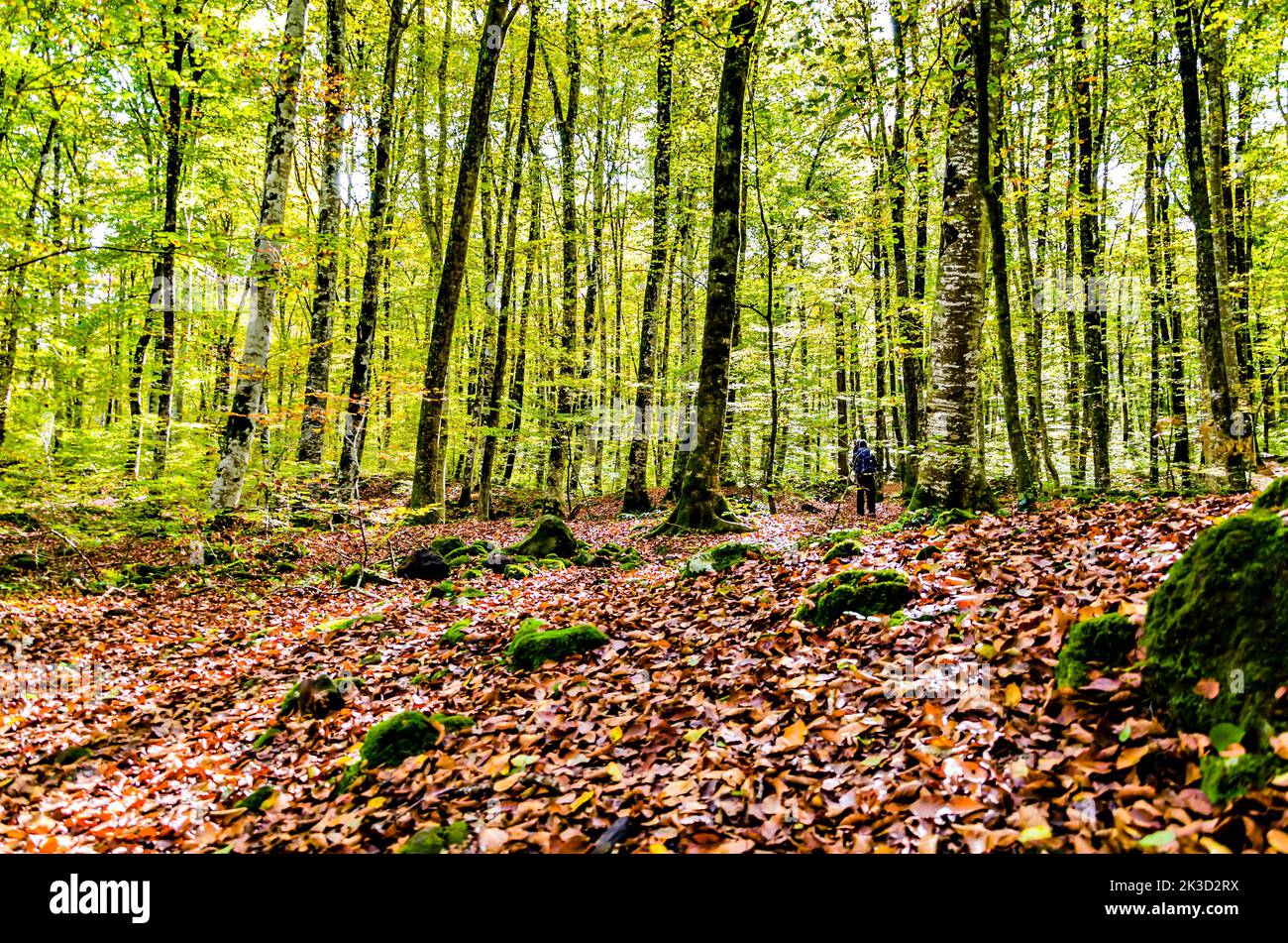 Herbstlandschaft des Naturreservats Fageda d'en Jorda (Buchenwald Jordà) in La Garrotxa, Girona Stockfoto