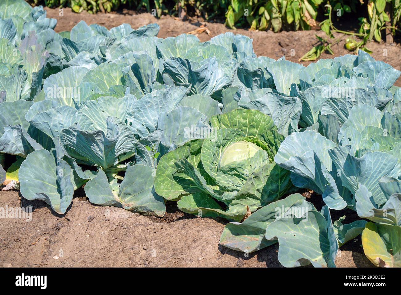 Kohl auf dem Gartenbett. Selektiver Fokus Stockfoto