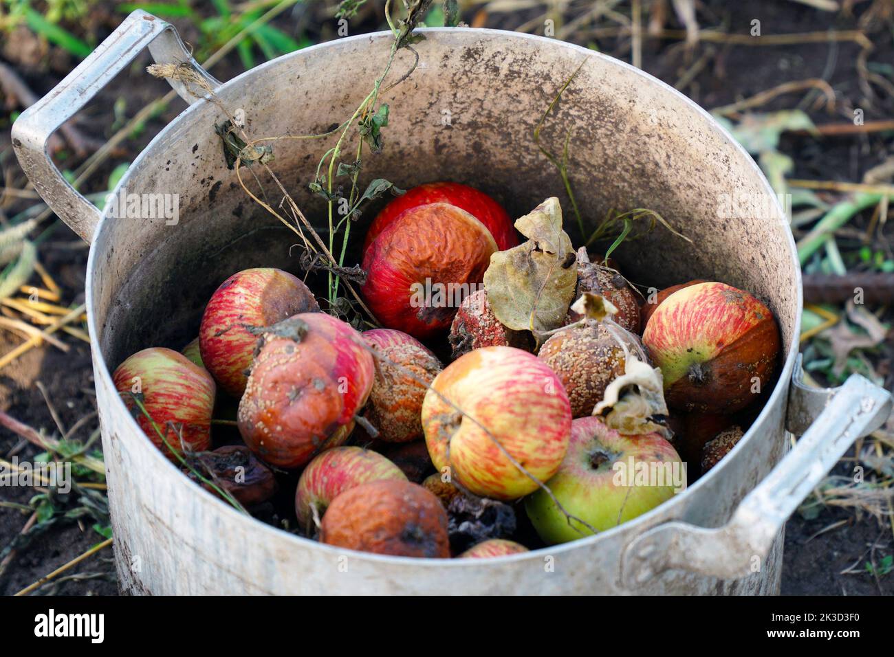 Faule Äpfel in einem Eimer im Garten. Dünger aus faulen Äpfeln Stockfoto