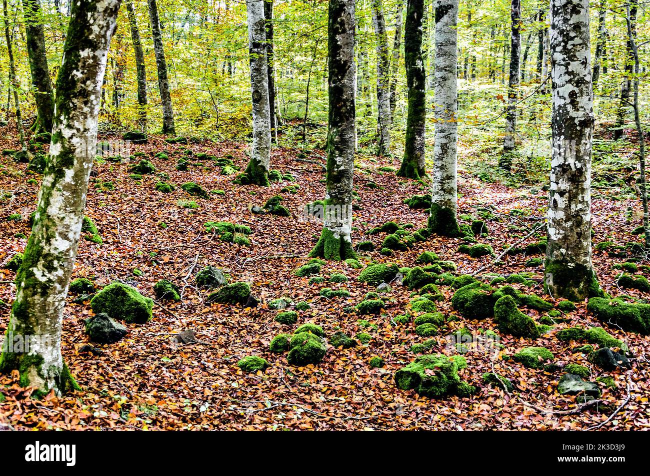 Herbstlandschaft des Naturreservats Fageda d'en Jorda (Buchenwald Jordà) in La Garrotxa, Girona Stockfoto