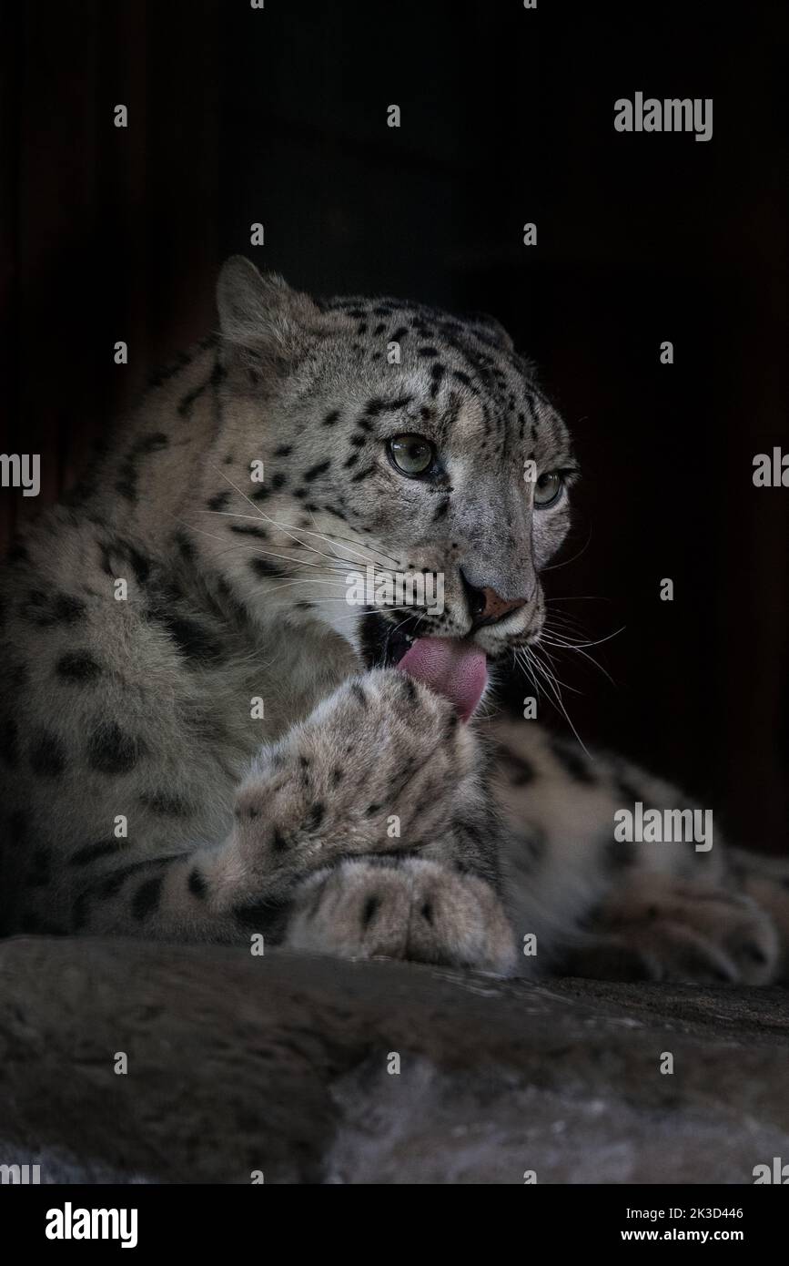 Pflege von Schneeleoparden Stockfoto