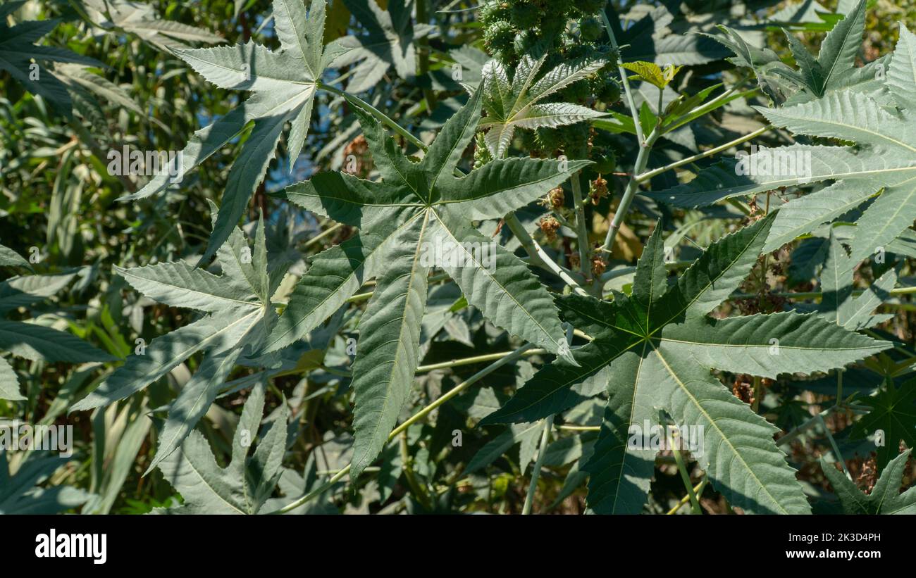 Sternförmige Blätter, floraler Hintergrund der Blätter Stockfoto