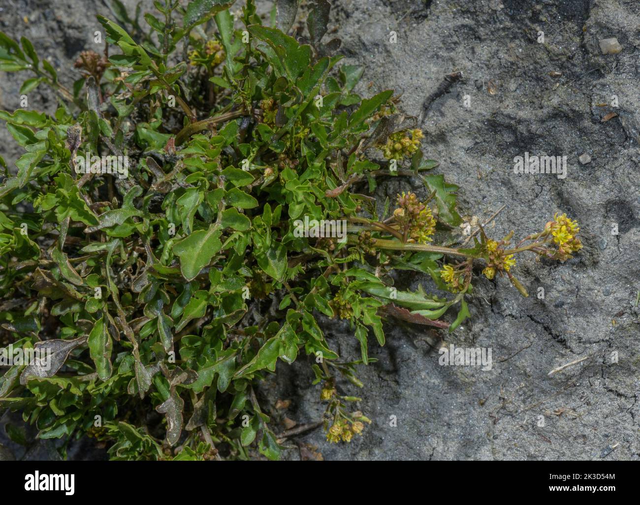 Nördliche Gelbe-Kresse, Rorippa islandica, blühend am Rand des alpinen Sees. Französische Alpen. Stockfoto