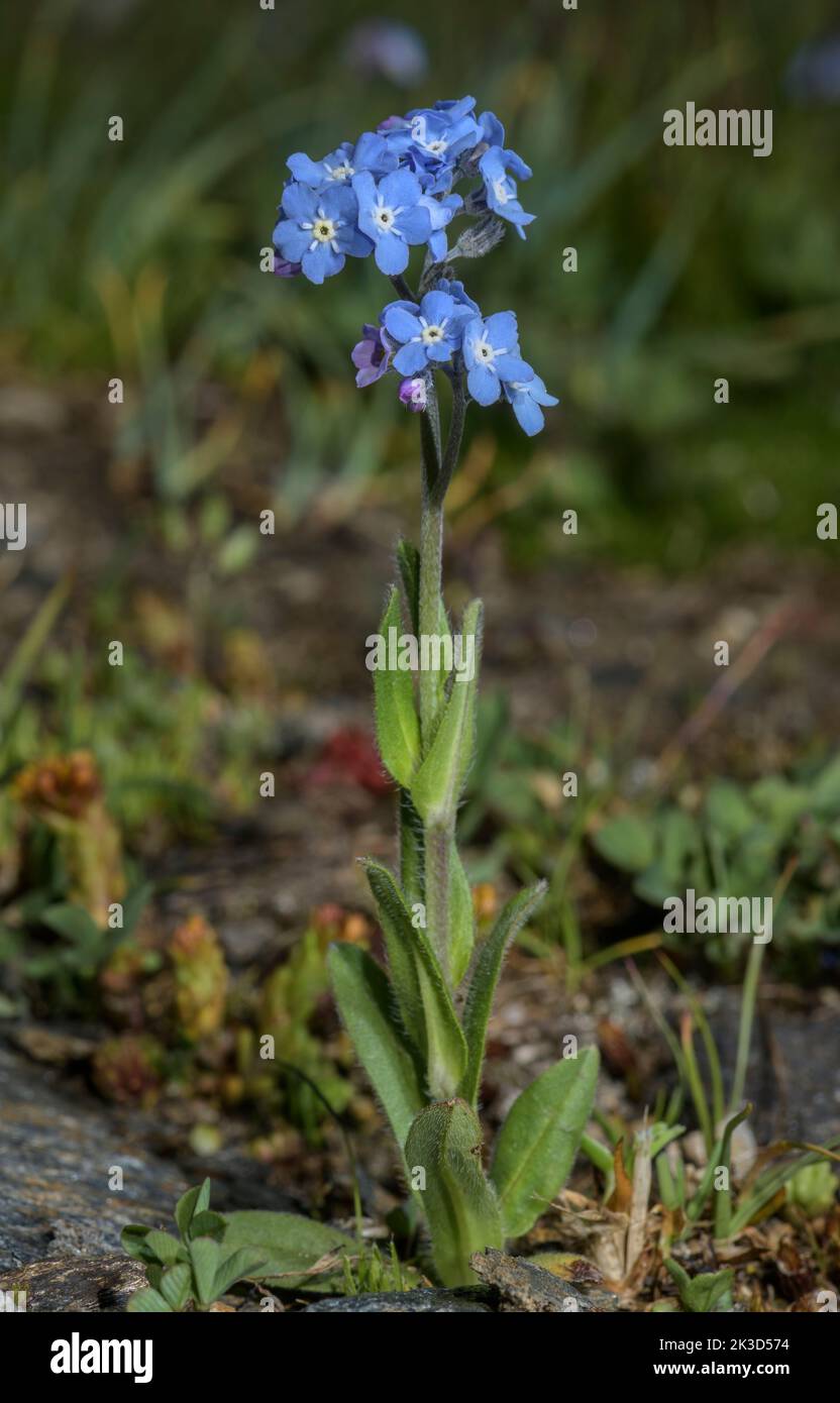 Alpine Forget-Me-Not, Myosotis alpestris, in Blüte, Col de l'iseran. Stockfoto