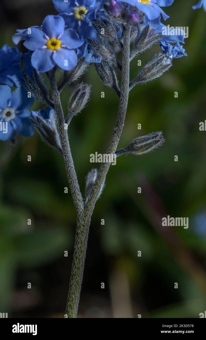Alpine Forget-Me-Not, Myosotis alpestris, in Blüte, Col de l'iseran. Stockfoto