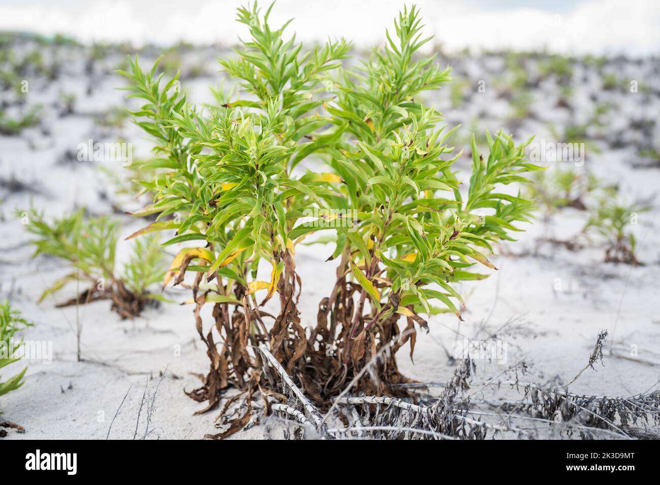 Beach Dune Grass und andere einheimische Pflanzen in New Jersey. Stockfoto