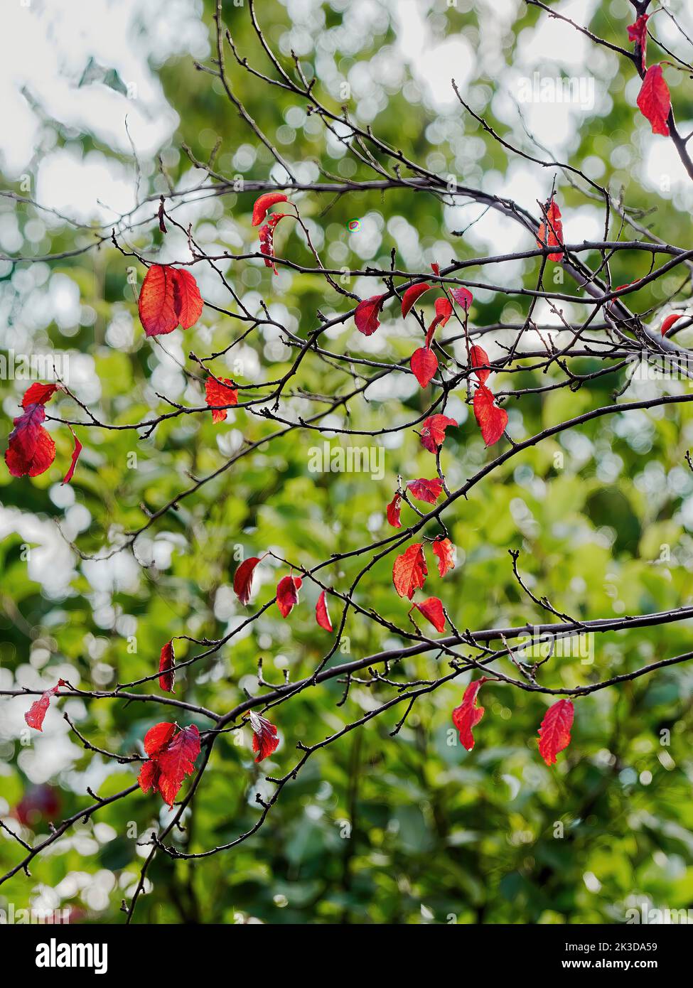 Die letzten Blätter auf einem Kirschbaum, leuchtend herbstlich rot und lichtdurchlässig im Sonnenlicht, vor dem unbelaubten Hintergrund des Grüns eines anderen Baumes. Stockfoto
