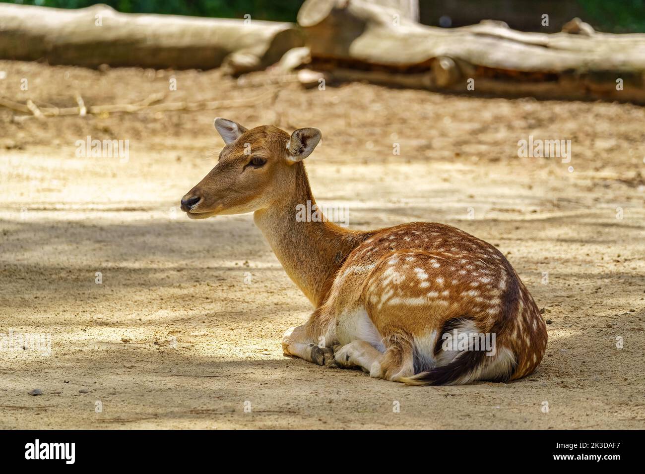 Baby Hirsch Bambi im Gras im Sommer an einem sonnigen Tag selektive Fokus Stockfoto