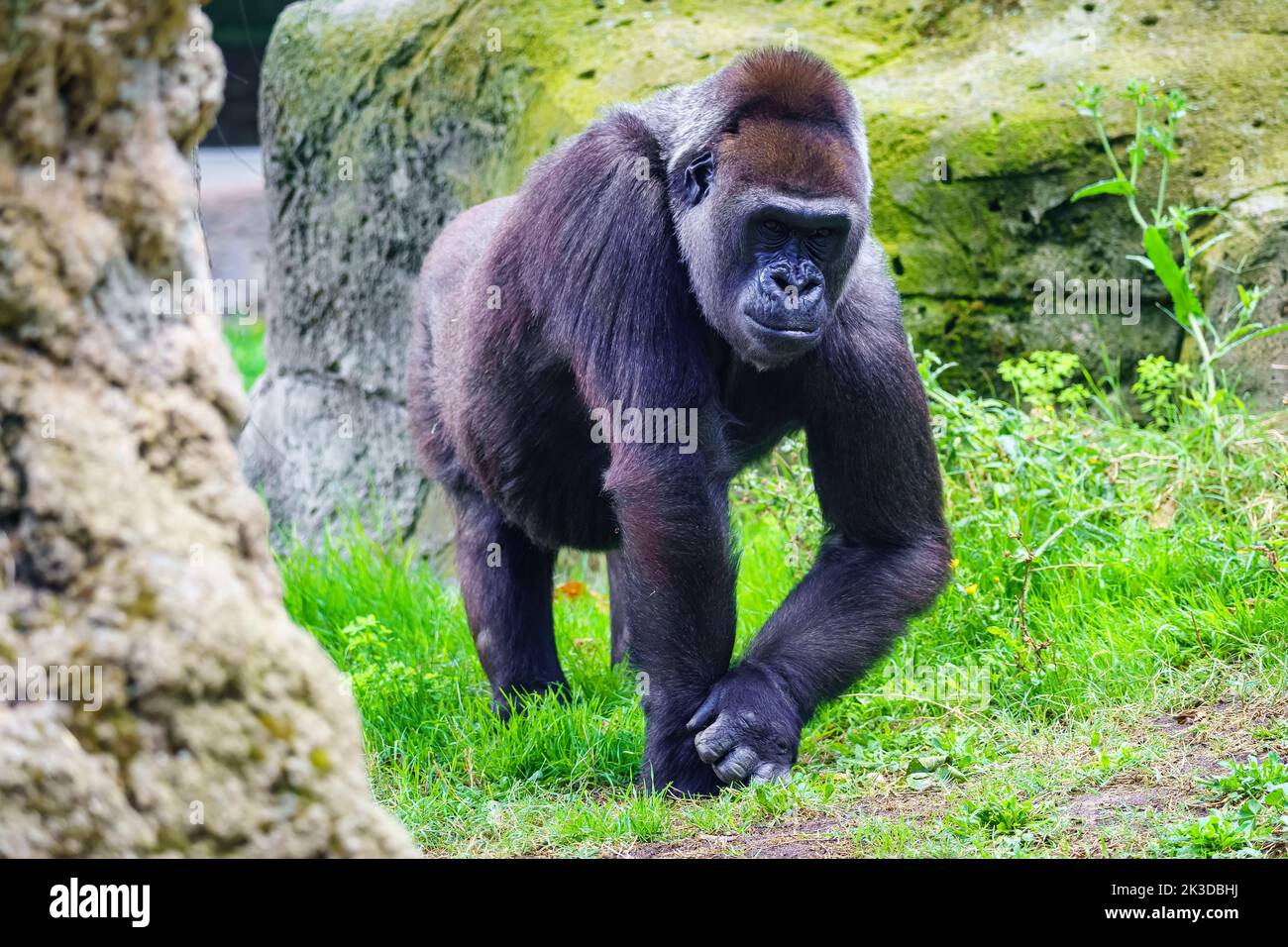 Afrikanischer weiblicher Gorilla, der ruhig im Gras herumläuft. Stockfoto