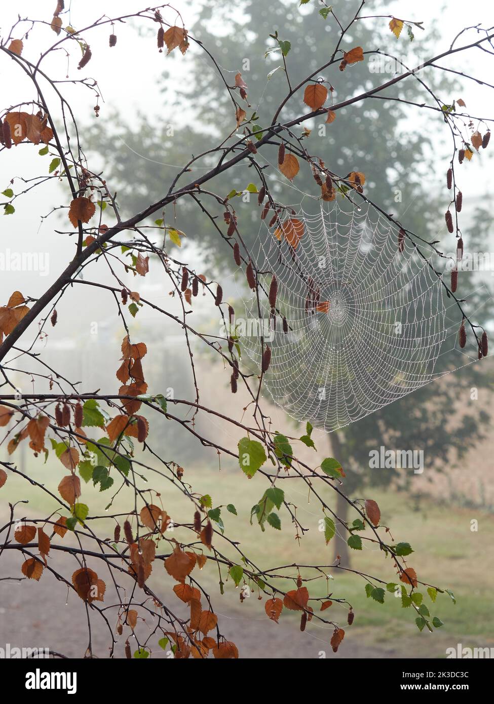 Eine Skizze des kommenden Herbstes - ein kompliziertes Spinnennetz, das mit Tau beladen ist, zwischen den Ästen eines rotblättrigen Baumes und einem von Nebel umhüllten Hintergrund. Stockfoto