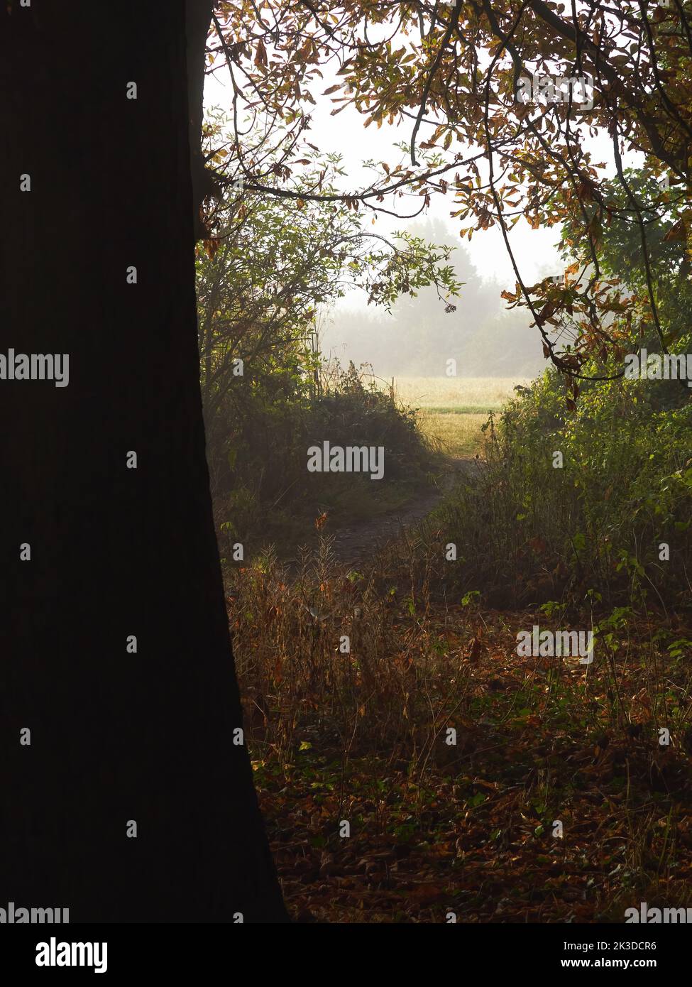 Herbstanfang – Sonnenstrahlen durchschneiden schweren Waldnebel, um einen reichen Teppich aus Blattmüll und einen einladenden, goldenen Weg zu einer Lichtung zu offenbaren. Stockfoto