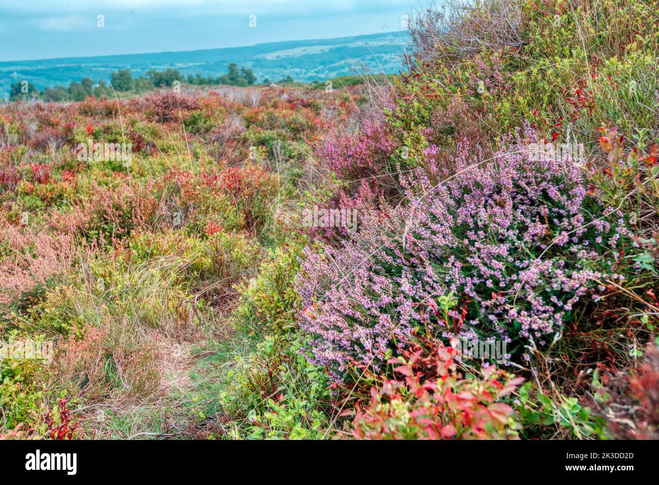 Farbenfrohe Moorheide, Stanton Moor, Peak District, Derbyshire, Großbritannien Stockfoto
