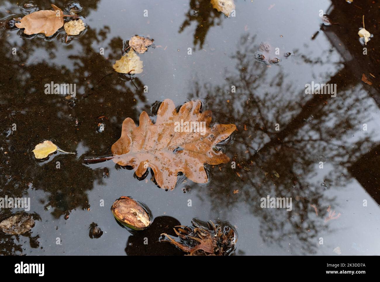 Stuttgart, Deutschland. 26. September 2022. Bäume spiegeln sich in einer Pfütze, in der die Blätter schweben. Quelle: Bernd Weißbrod/dpa/Alamy Live News Stockfoto