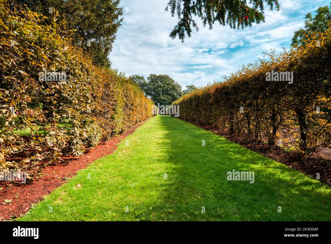 blick auf den Rasen entlang eines grünen Korridors, Hardwick Hall, National Trust, Derbyshire, Großbritannien Stockfoto