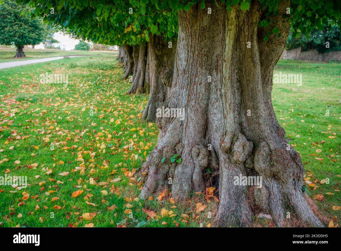 Von Bäumen gesäumte Allee aus alten Bäumen, Lyme Park Estate, Chenshire, Großbritannien Stockfoto