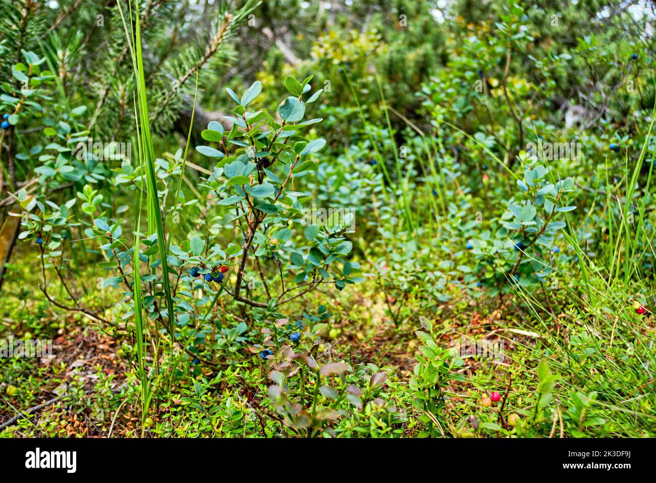 Vegetation von Heidelbeerbüschen mit Früchten, Naturschutzgebiet des Georgenfelder Hochmoores, Altenberg, Sachsen, Deutschland. Stockfoto