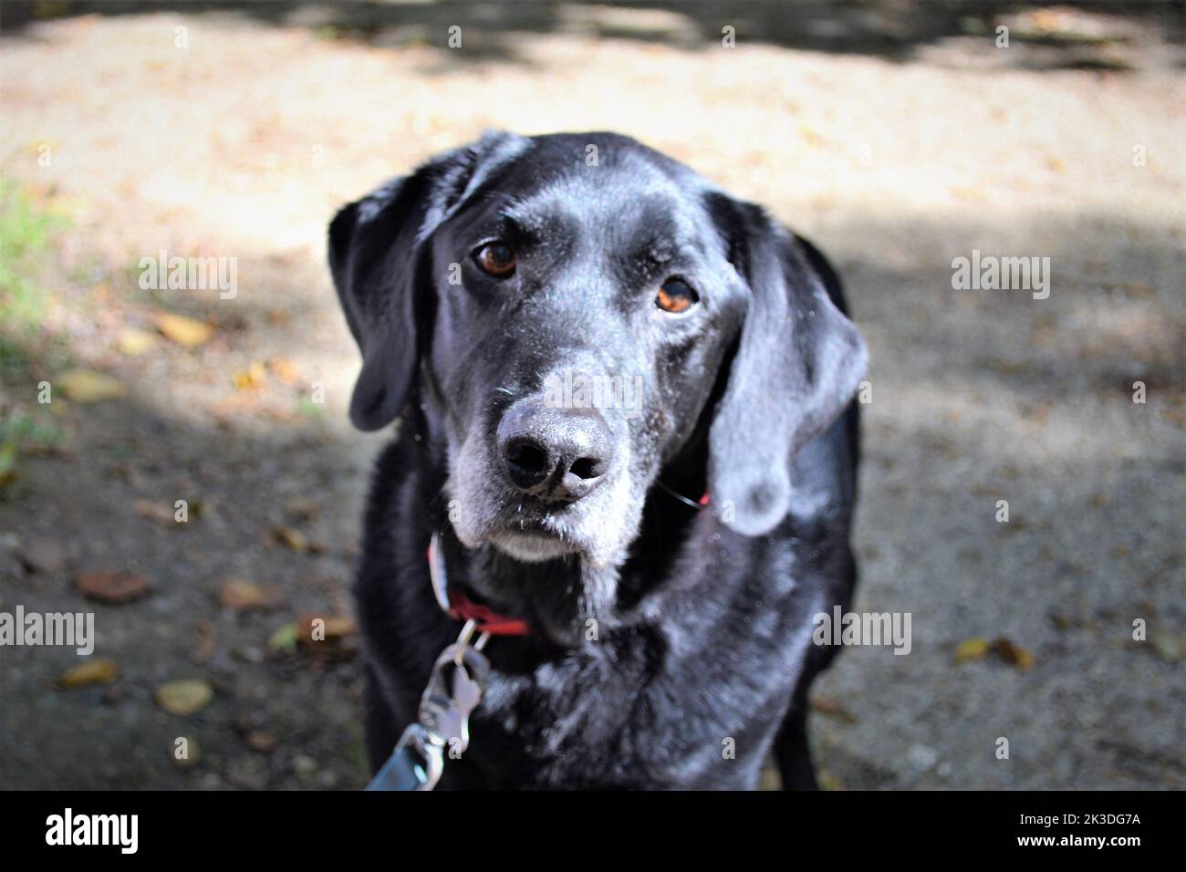 Schwarzer Labrador Hund an der Leine Stockfoto