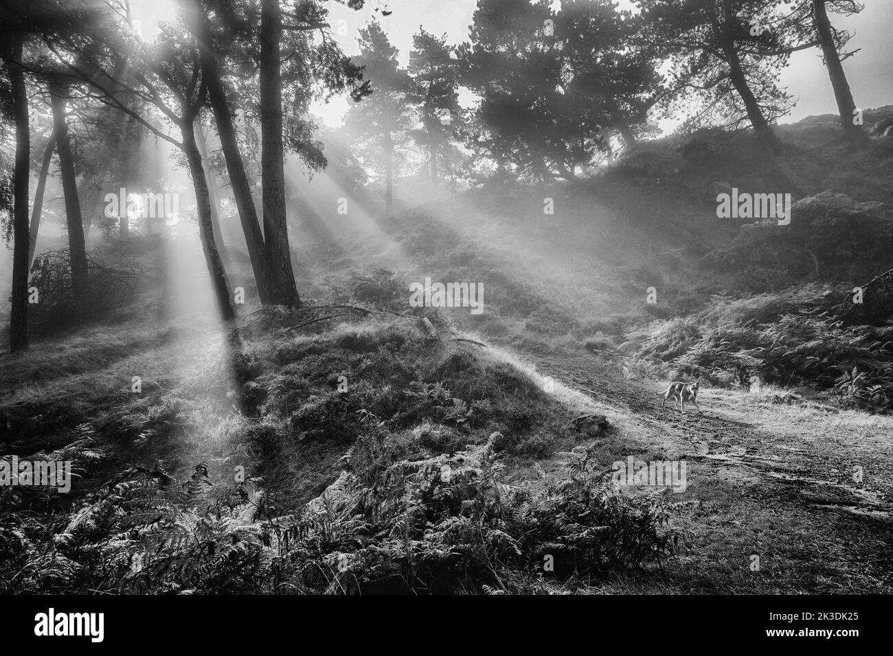 Hund, der im Wald in Monochrom läuft, mit Sonnenstrahlen, die durch Nebel scheinen und die Sonnenstrahlen hervorheben, Ilkley Moor, Großbritannien Stockfoto