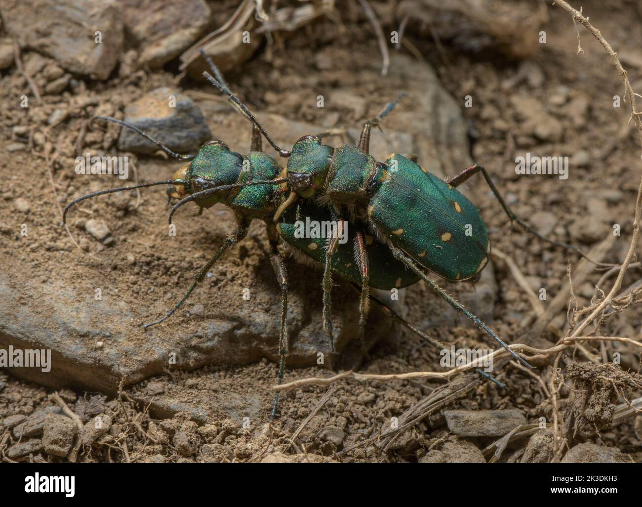 Paarende Käfer des Grünen Tigers, Cicindela campestris, Stockfoto