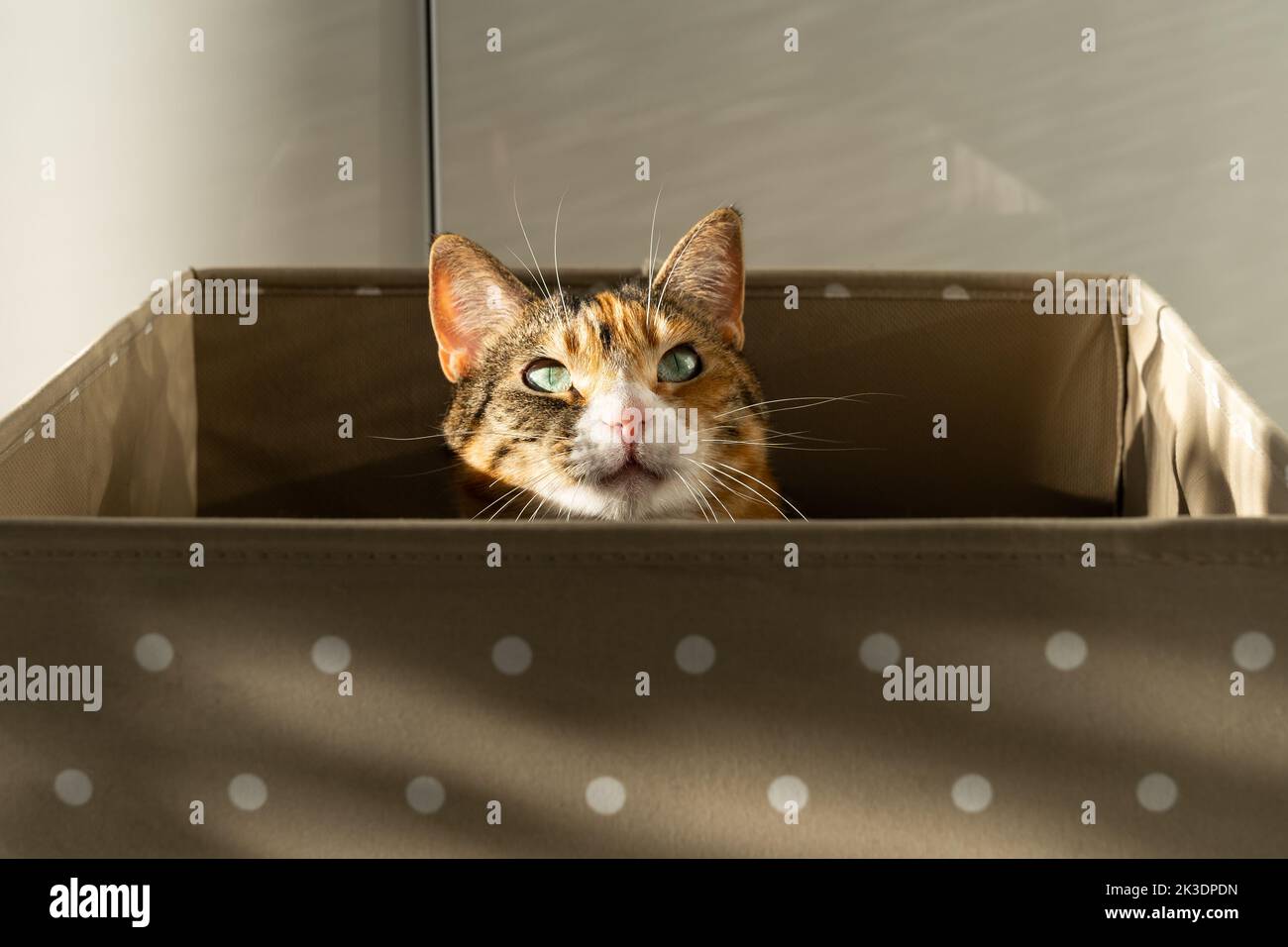 Hauskatze genießt Entspannung und Ruhe in braunen Box von hellen Sonnenstrahlen zu Hause beleuchtet Stockfoto