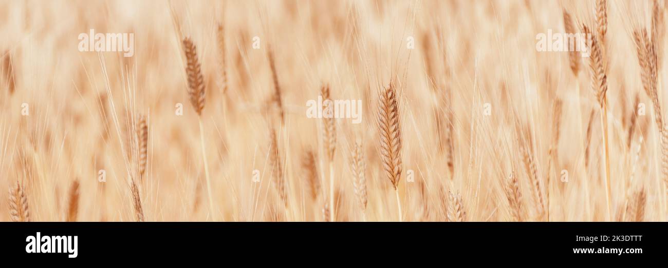 Banner aus defokussieren Fokus des Feldes der goldenen Ähren von Mais. Weizen ukrainische Landwirtschaft. Struktur der Körnung als Hintergrund für Ihr Design mit Copy Space für Text. Stockfoto