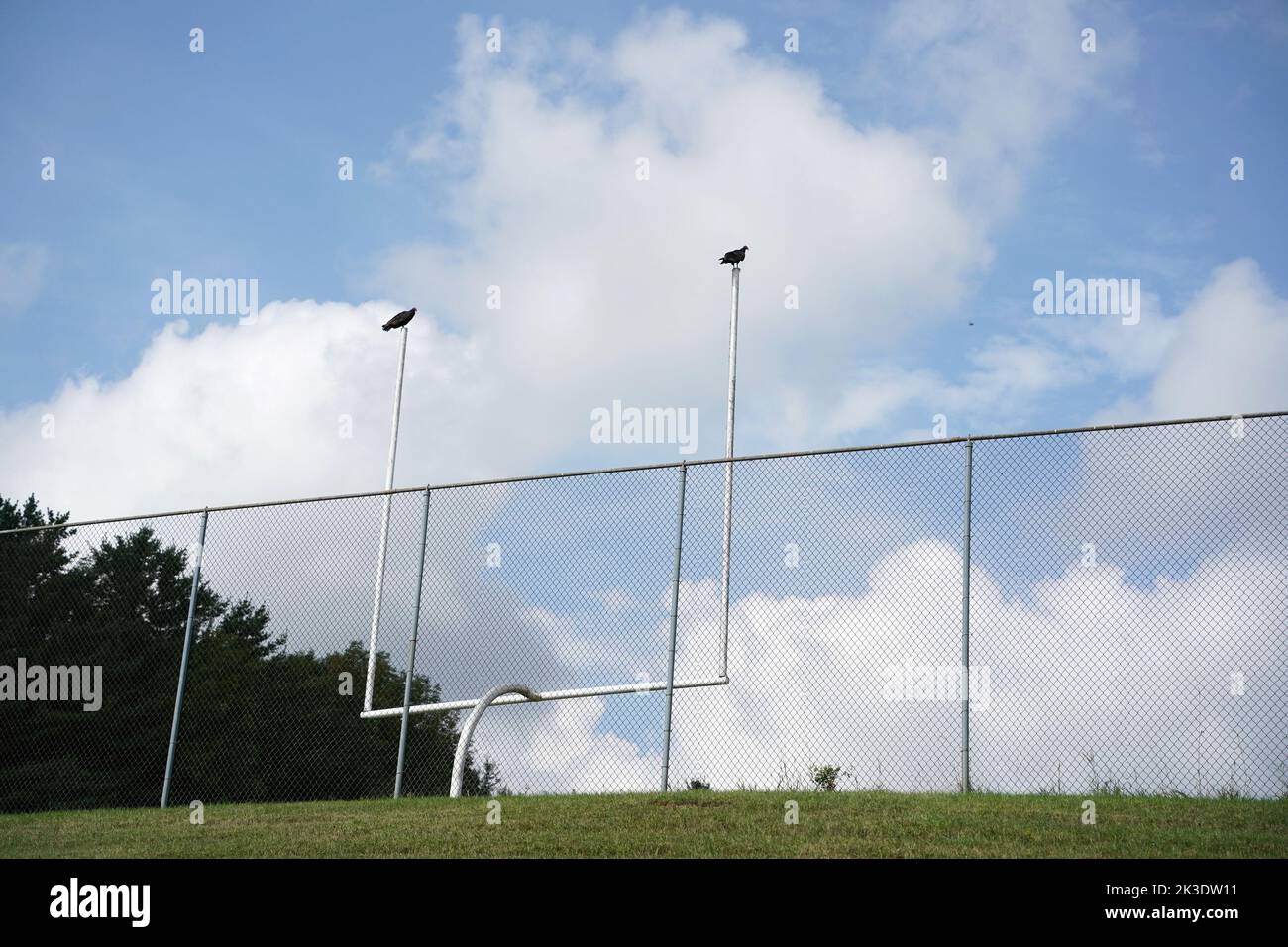 Bussardgeier auf dem american Football Field Post Stockfoto