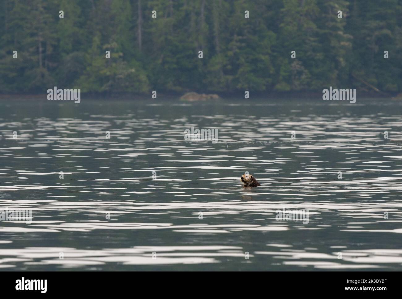 Seeotter (Enhyda lutris) mit Kopf aus dem Wasser, Tofino, Vancouver Island, British Columbia, Kanada. Konzentrieren Sie sich auf Seeotter. Stockfoto