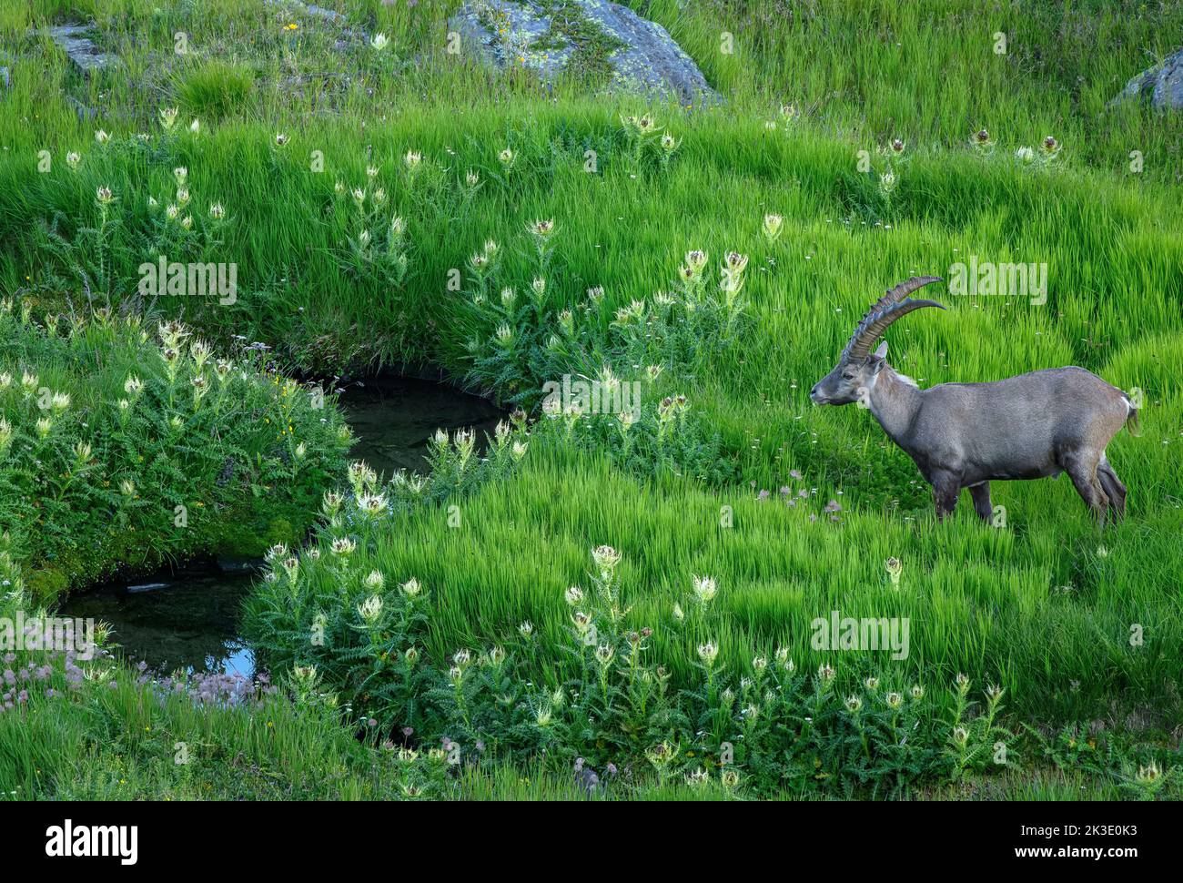 Alter männlicher Steinbock, Capra ibex, auf hochalpiner Sumpfweide mit Spiniest Thistle am Abend. Schweizer Alpen. Stockfoto