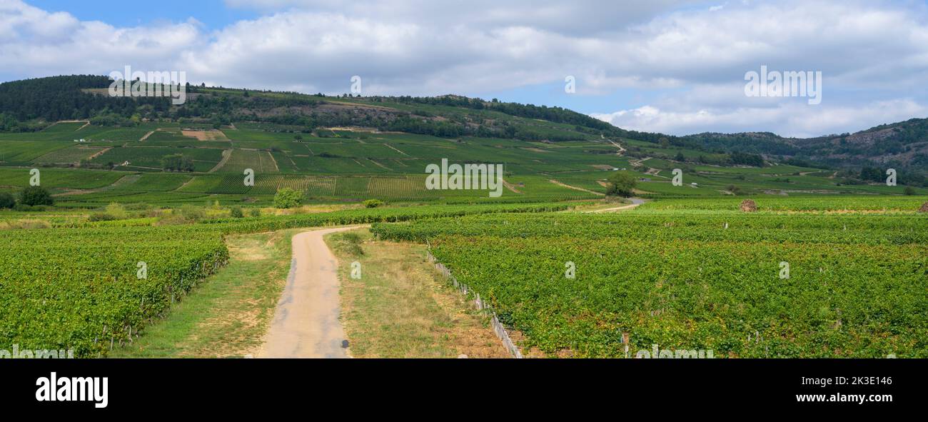 Panoramablick auf die Weinberge und Reben, die sich in der Landschaft des Burgund in der Nähe von Beaune, Frankreich, erstrecken. Stockfoto
