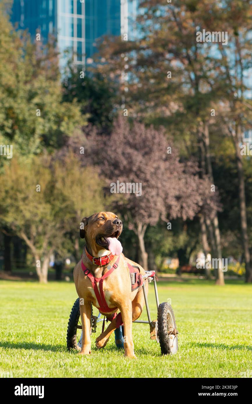 Behinderter Hund im Rollstuhl in einem Park Stockfoto