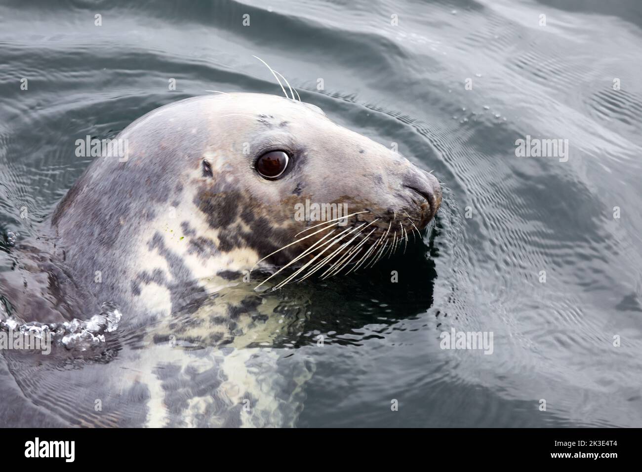 Graue Robbe, die ihren Kopf aus dem Meer in der Nähe der Isle of Mull in den Inneren Hebriden Schottlands hebt Stockfoto