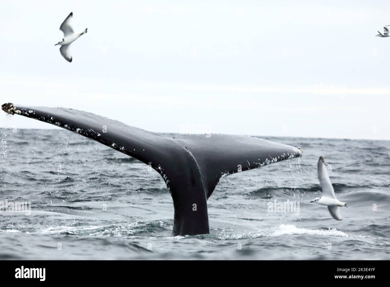 Der mächtige Schwanz des Buckelwals taucht vor der Küste der Isle of Mull in Schottland Stockfoto