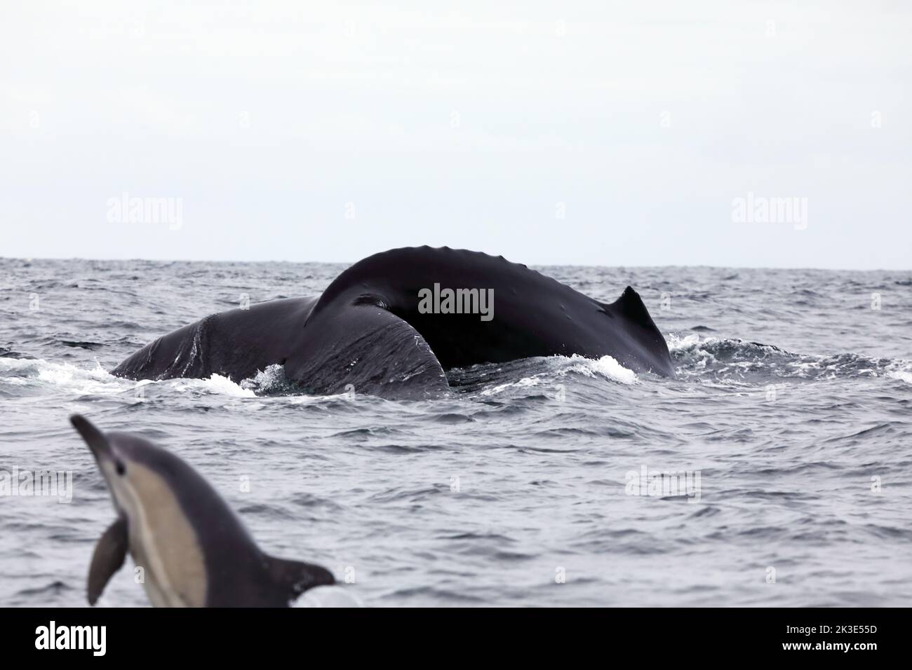 Delfin, der dem riesigen Schwanz eines Buckelwals aus dem Weg geht, während er vor der Küste der Isle of Mull taucht Stockfoto