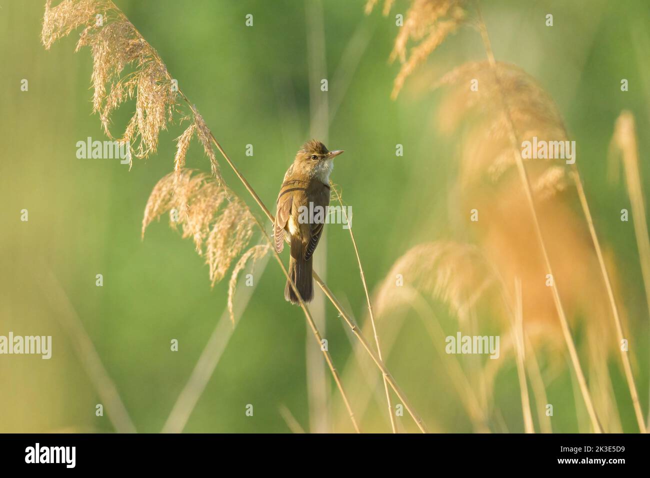 Ein großer Schilfrohrsänger sitzt auf dem Schilf und singt, sonniger Morgen im Sommer, Wien (Österreich) Stockfoto